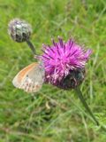 Coenonympha glycerion